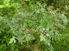 Rosa glauca