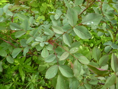 Rosa glauca