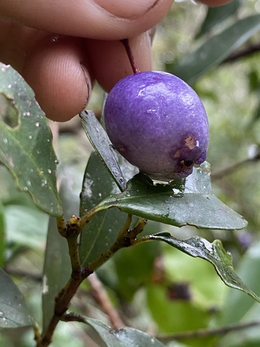 Syzygium oleosum observed 2022-06-08