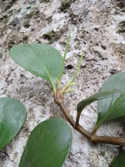 Peperomia obtusifolia