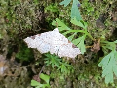 Prolophota trigonifera