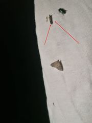 Steniodes declivalis