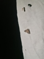 Steniodes declivalis