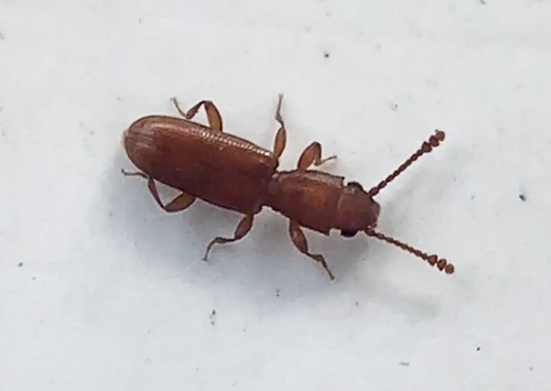 Silvanus planatus · iNaturalist Ecuador