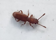 Silvanus muticus
