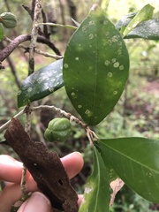 Acronychia pauciflora