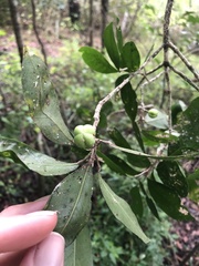 Acronychia pauciflora