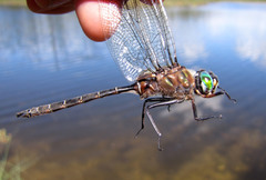 Somatochlora cingulata