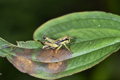 Sinopodisma