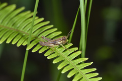 Sinopodisma