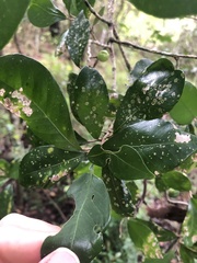 Acronychia pauciflora