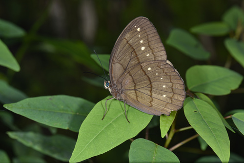 Faunis aerope