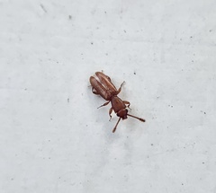 Silvanus muticus