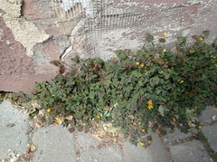 Oxalis corniculata