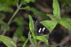 Notocrypta curvifascia