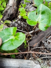 Asarum marmoratum