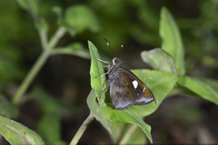 Notocrypta curvifascia
