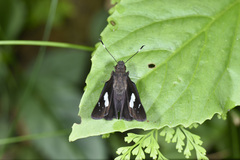 Notocrypta curvifascia