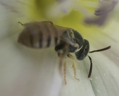 Nomioides facilis