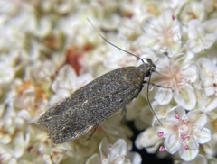 Chionodes dammersi