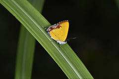 Heliophorus epicles