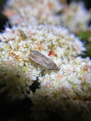 Chionodes dammersi