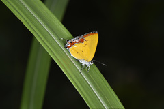 Heliophorus epicles