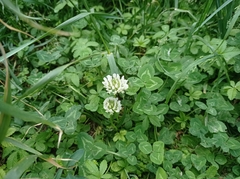 Trifolium repens