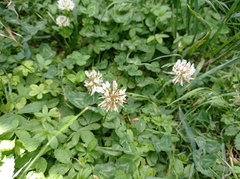 Trifolium repens