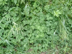 Trifolium repens