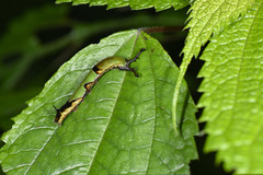 Stibochiona nicea