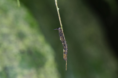 Stibochiona nicea