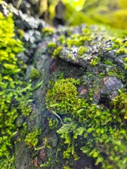 Syntrichia latifolia