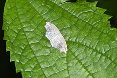Leucoblepsis