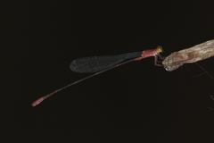 Teinobasis rufithorax