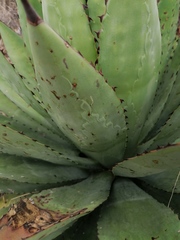 Agave macroacantha