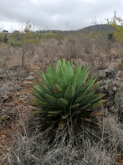 Agave macroacantha