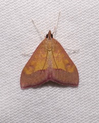 Pyrausta arizonicalis