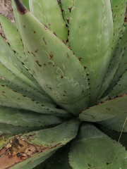 Agave macroacantha