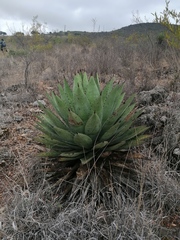 Agave macroacantha