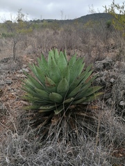 Agave macroacantha