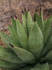Agave macroacantha