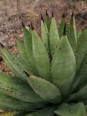 Agave macroacantha