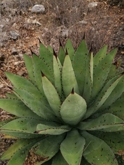 Agave macroacantha