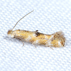 Bucculatrix quadrigemina