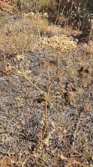 Leiotulus secacul