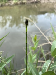 Equisetum variegatum variegatum