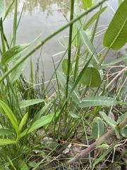 Equisetum variegatum variegatum