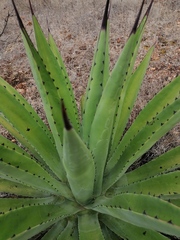 Agave macroacantha