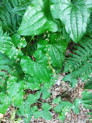 Dioscorea communis